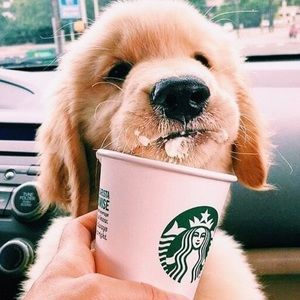 Meet your Posher, Ava